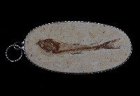 藏品(達斯帝魚)的圖片